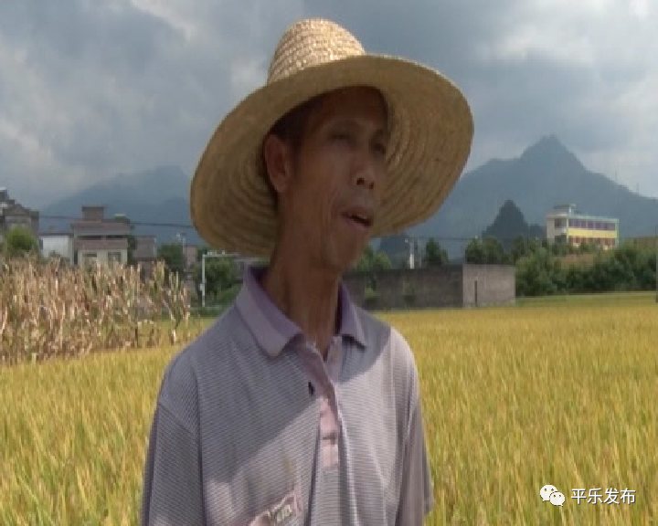 富硒大米生态健康（大米生态健康富硒含量）-硒宝网