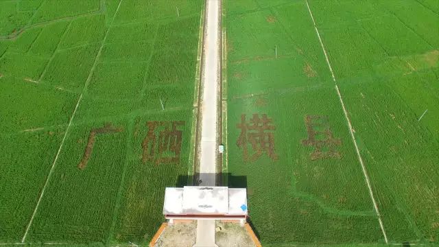 富硒大米生态健康（大米富硒标准）-硒宝网