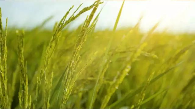 富硒大米生态健康（大米富硒标准）-硒宝网