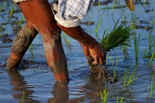 富硒大米是含硒吗（大米含硒量）-硒宝网