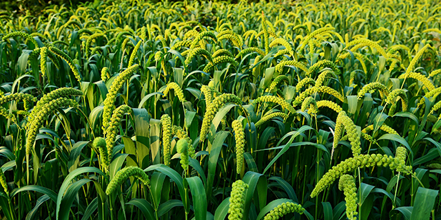 淄博有机富硒大米(富硒有机大米多少钱一斤)-硒宝网