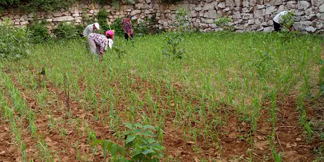 淄博有机富硒大米(富硒大米好还是有机大米好)-硒宝网