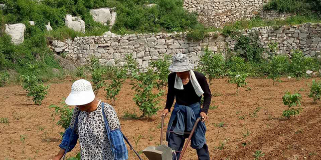 淄博有机富硒大米(富硒大米好还是有机大米好)-硒宝网