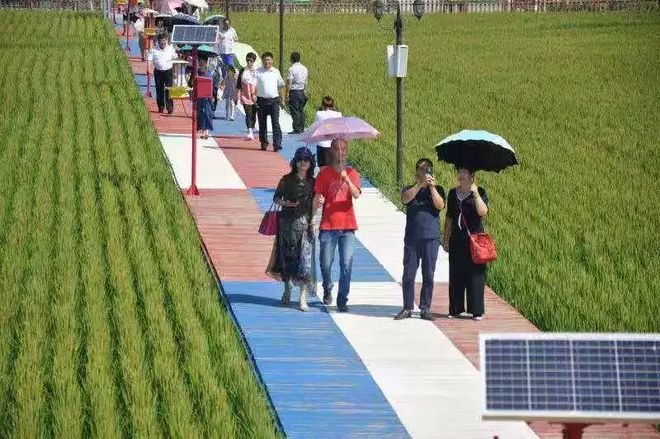 富硒大米种植合同(富硒大米种植成本)-硒宝网