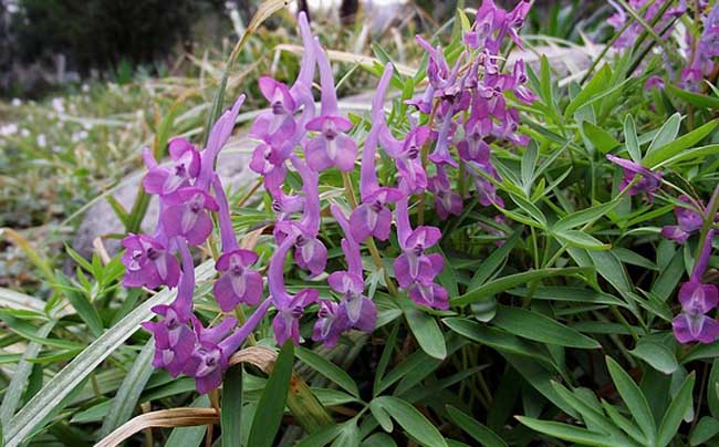 邳州富硒大米批发（富硒大米哪里有卖）-硒宝网