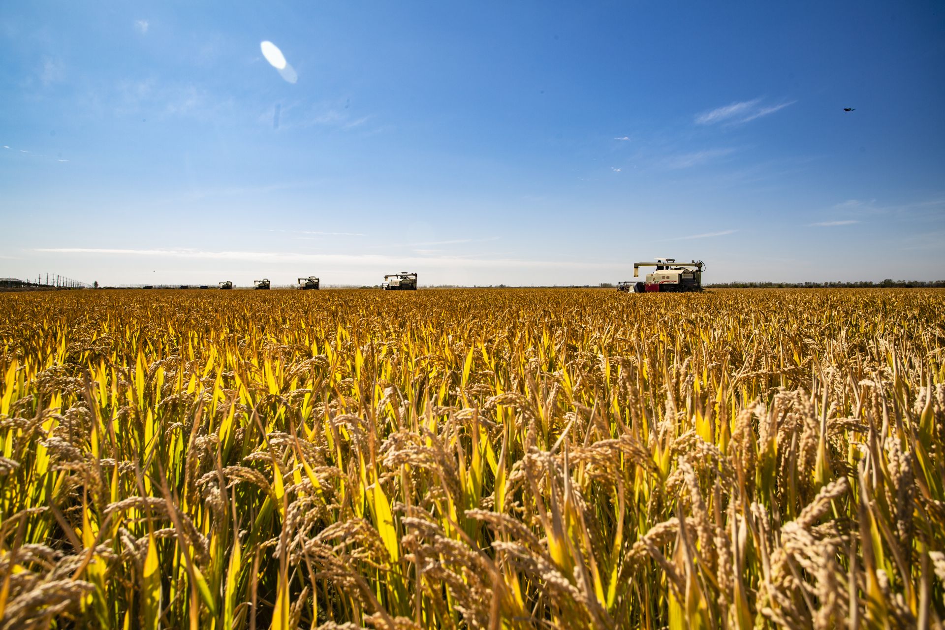 鱼台富硒大米增收（富硒大米中富含的营养物质）-硒宝网