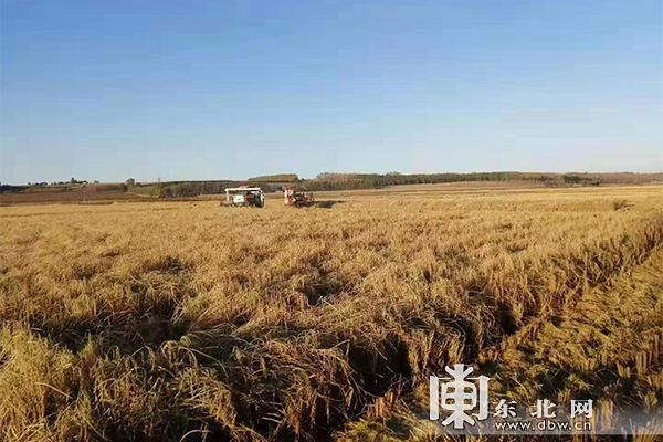 鱼台富硒大米增收（富硒大米中富含的营养物质）-硒宝网