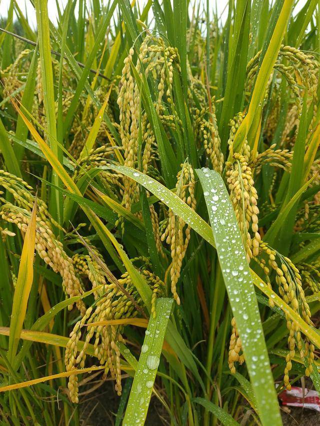 富硒大米全国分部(中国富硒大米地区排名)-硒宝网