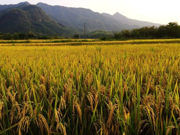 富硒大米全国分部(中国富硒大米地区排名)-硒宝网