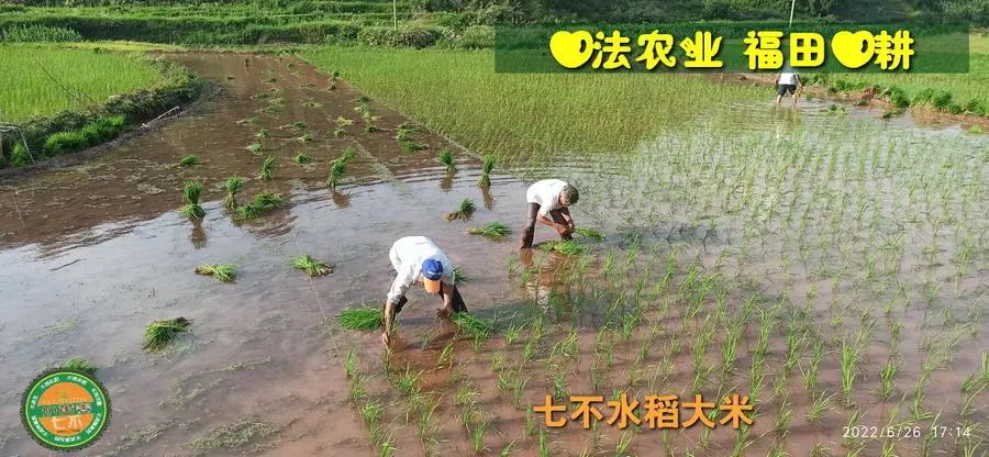 洋县土壤富硒大米(大米的富硒标准)-硒宝网