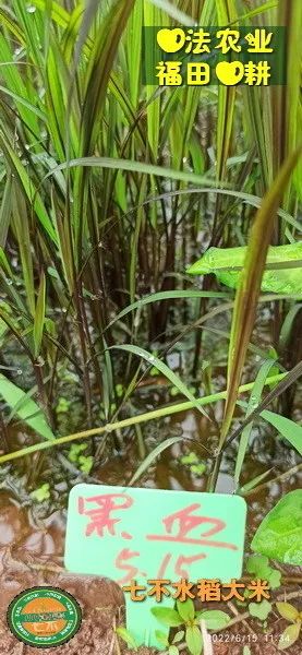 洋县土壤富硒大米(大米的富硒标准)-硒宝网