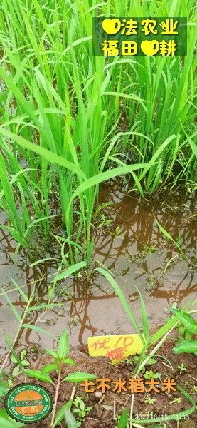 洋县土壤富硒大米(大米的富硒标准)-硒宝网