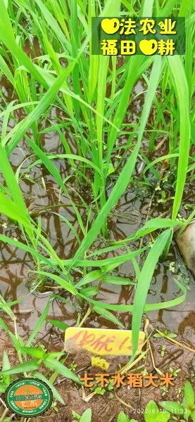 洋县土壤富硒大米(大米的富硒标准)-硒宝网