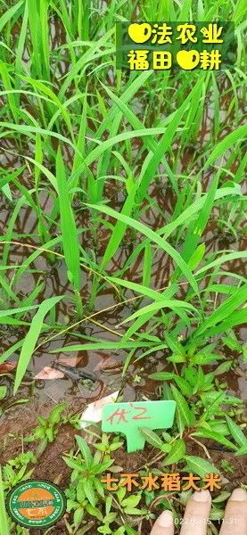 洋县土壤富硒大米(大米的富硒标准)-硒宝网