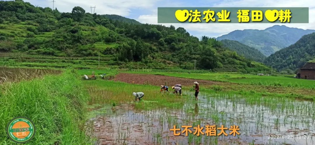 洋县土壤富硒大米(大米的富硒标准)-硒宝网