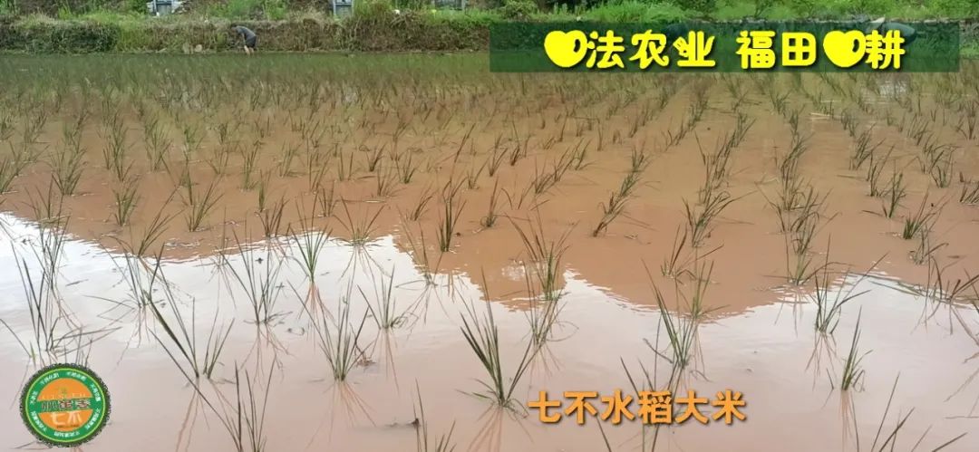 洋县土壤富硒大米(大米的富硒标准)-硒宝网