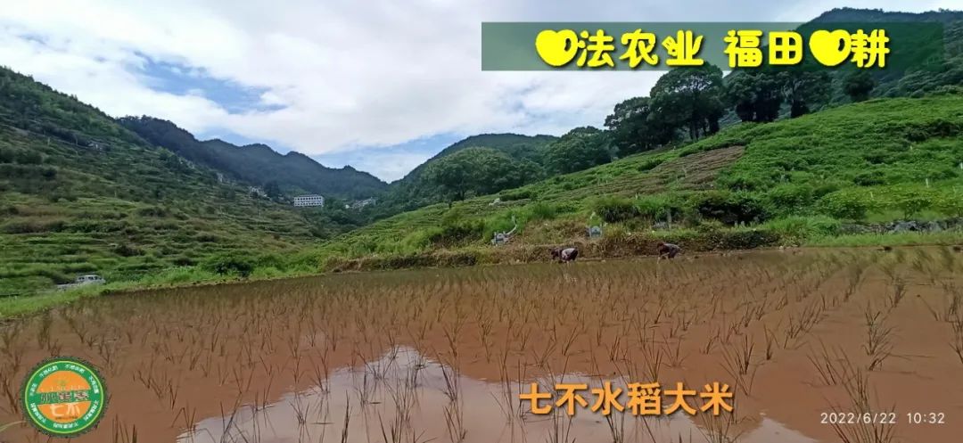 洋县土壤富硒大米(大米的富硒标准)-硒宝网