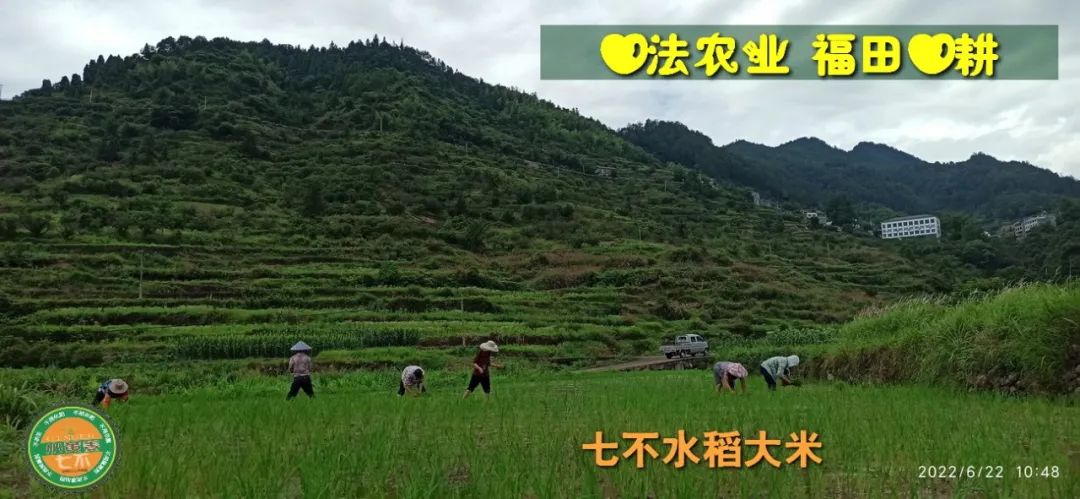 洋县土壤富硒大米(大米的富硒标准)-硒宝网