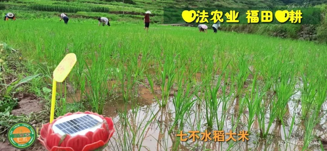 洋县土壤富硒大米(大米的富硒标准)-硒宝网