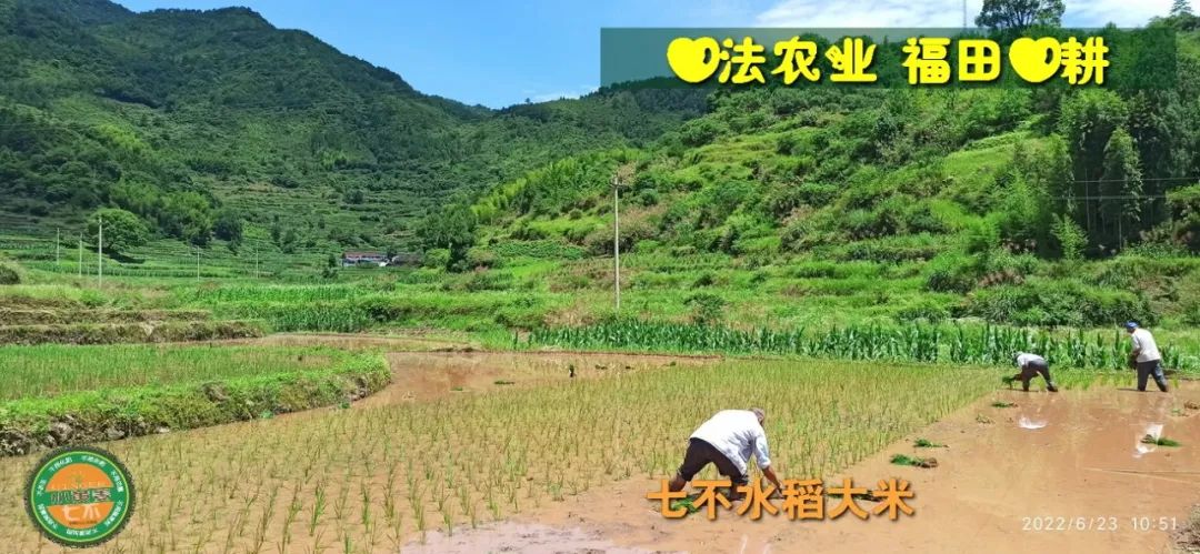 洋县土壤富硒大米(大米的富硒标准)-硒宝网