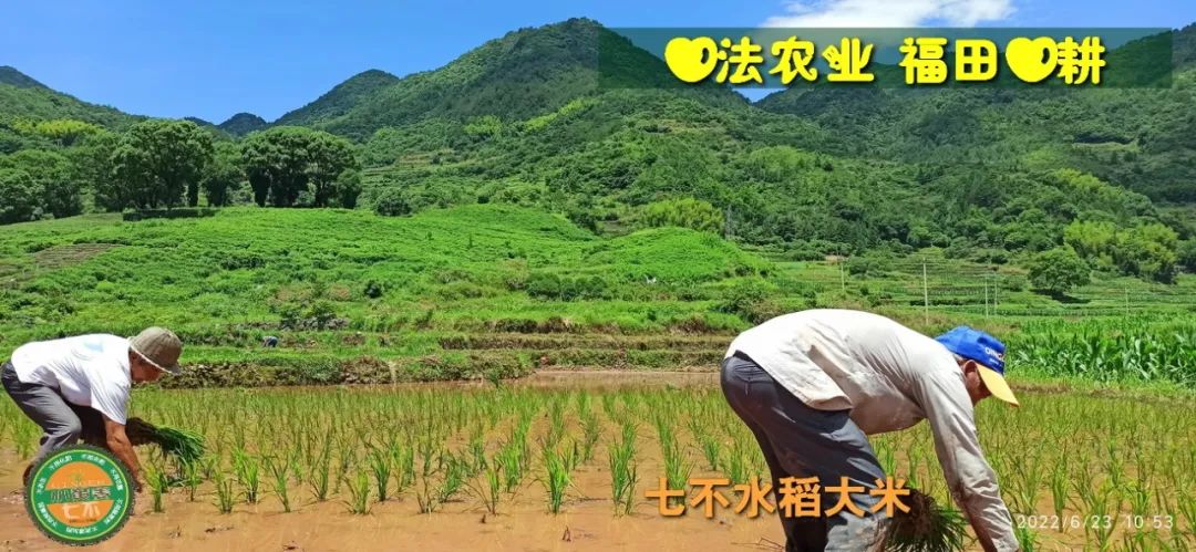 洋县土壤富硒大米(大米的富硒标准)-硒宝网