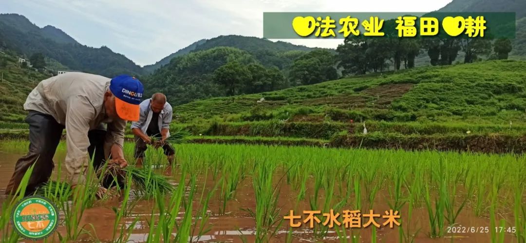 洋县土壤富硒大米(大米的富硒标准)-硒宝网