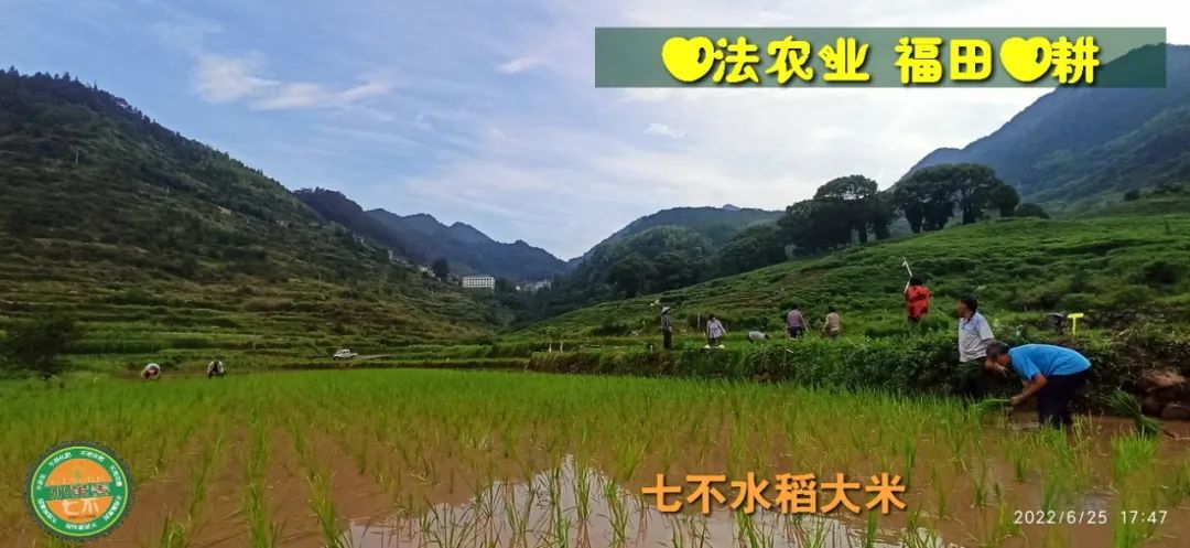 洋县土壤富硒大米(大米的富硒标准)-硒宝网