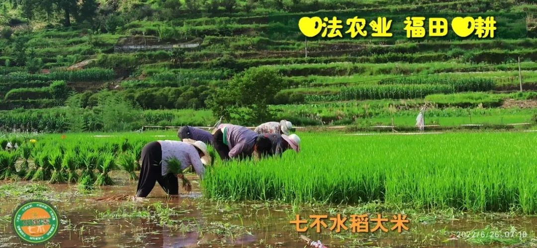 洋县土壤富硒大米(大米的富硒标准)-硒宝网