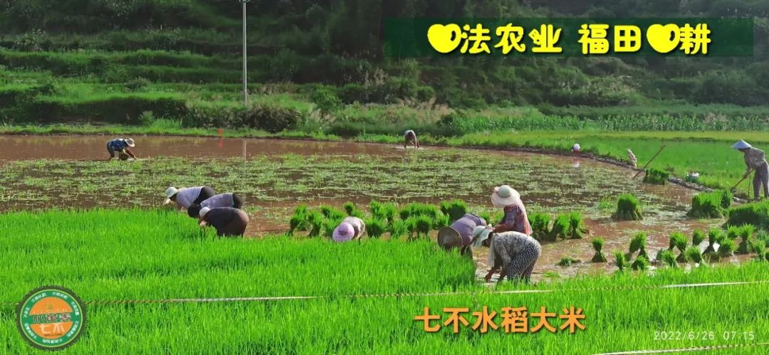 洋县土壤富硒大米(大米的富硒标准)-硒宝网