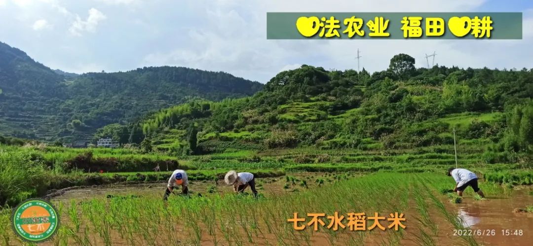 洋县土壤富硒大米(大米的富硒标准)-硒宝网