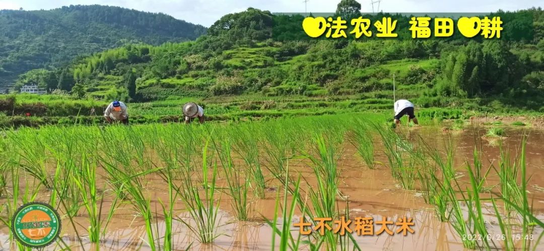 洋县土壤富硒大米(大米的富硒标准)-硒宝网