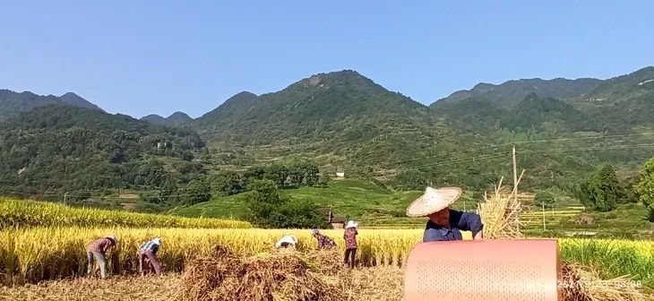 洋县土壤富硒大米(大米的富硒标准)-硒宝网