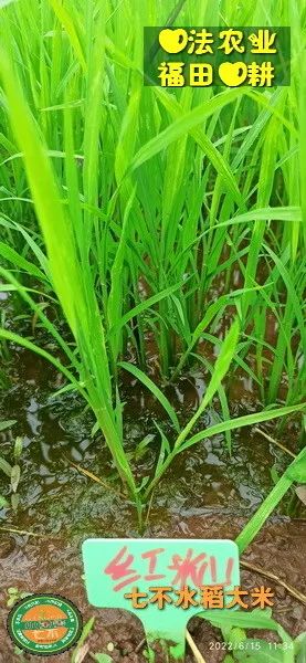 洋县土壤富硒大米(大米的富硒标准)-硒宝网