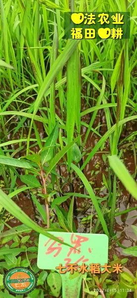 洋县土壤富硒大米(大米的富硒标准)-硒宝网