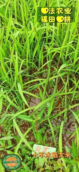 洋县土壤富硒大米(大米的富硒标准)-硒宝网