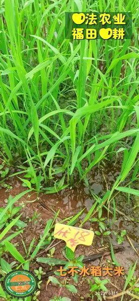 洋县土壤富硒大米(大米的富硒标准)-硒宝网