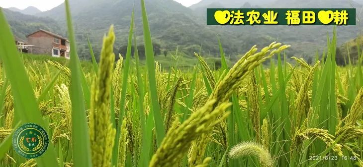 洋县土壤富硒大米(大米的富硒标准)-硒宝网