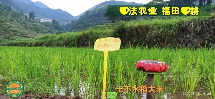 洋县土壤富硒大米(大米的富硒标准)-硒宝网