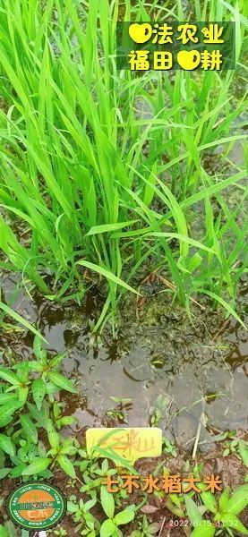 洋县土壤富硒大米(大米的富硒标准)-硒宝网