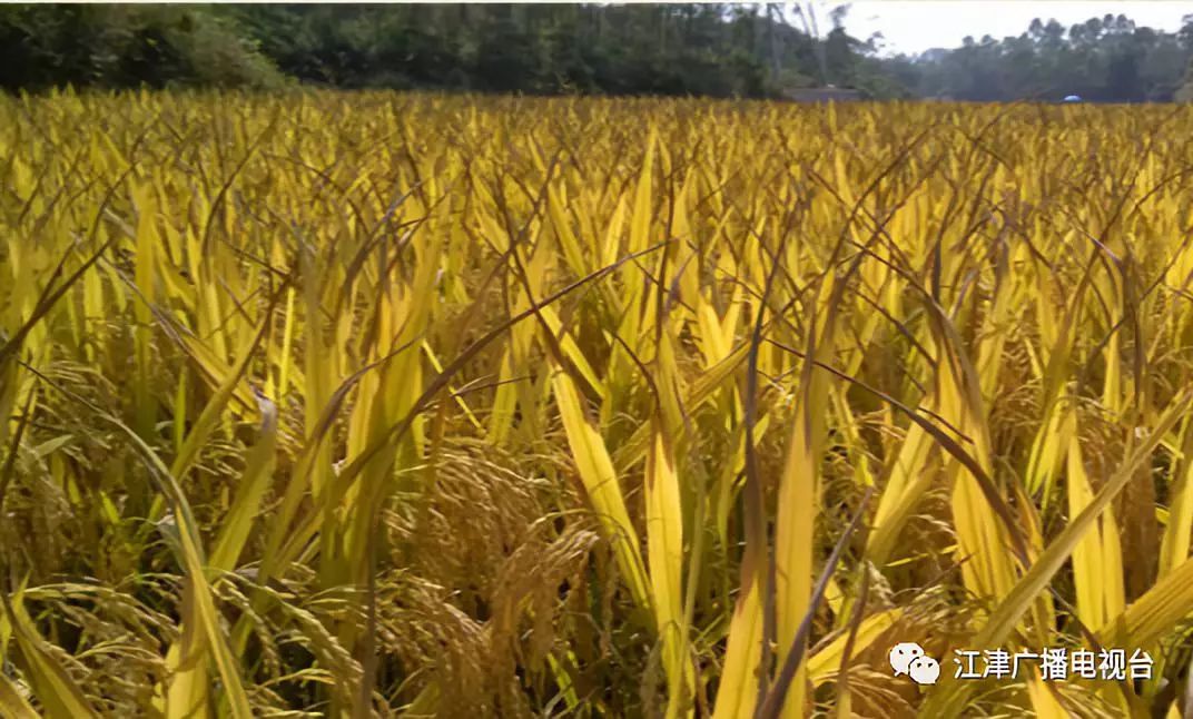江津富硒大米基地(江津富硒米价格)-硒宝网