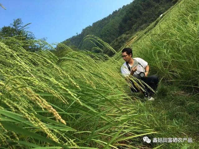 福建连城富硒大米(永福富硒大米)-硒宝网