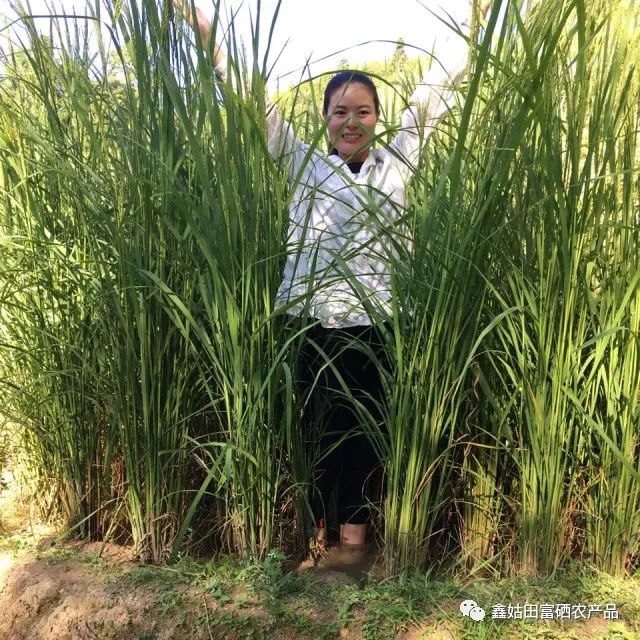 福建连城富硒大米(永福富硒大米)-硒宝网