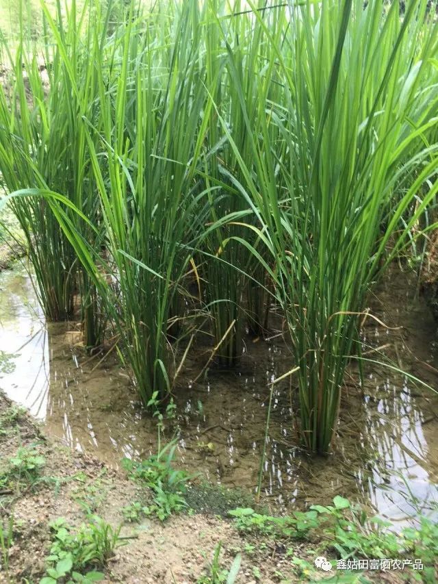 福建连城富硒大米(永福富硒大米)-硒宝网