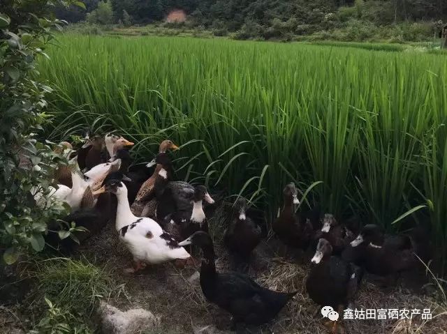 福建连城富硒大米(永福富硒大米)-硒宝网