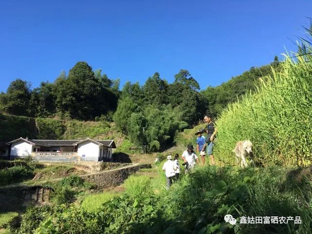 福建连城富硒大米(永福富硒大米)-硒宝网