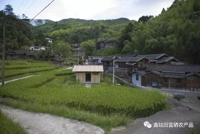 福建连城富硒大米(永福富硒大米)-硒宝网