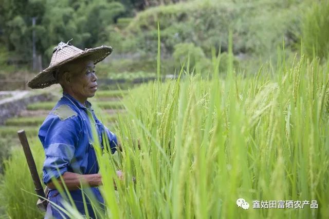 福建连城富硒大米(永福富硒大米)-硒宝网