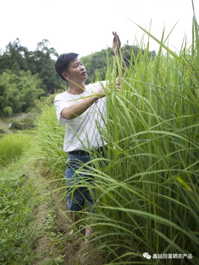 福建连城富硒大米(永福富硒大米)-硒宝网