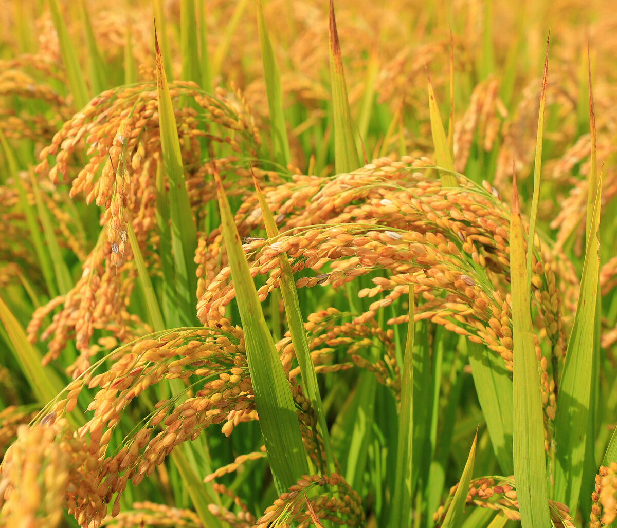 吉林富硒弱碱大米(富硒大米的绿色骗局)-硒宝网