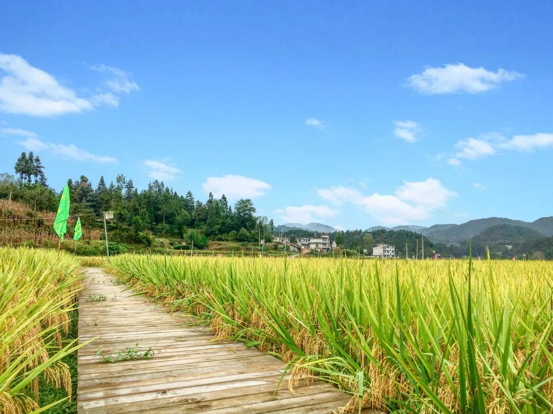 恩施富硒大米直播（湖北恩施富硒大米多少钱一斤）-硒宝网